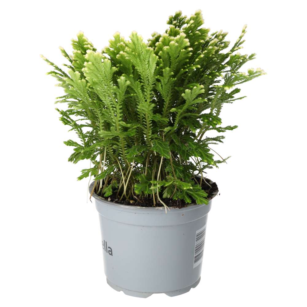 PR Live plant. Inch Plant 'Purple' (Large)