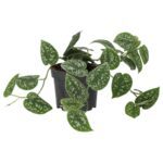 PR Live plant. Inch Plant 'Variegated' (Large)