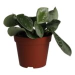 PR Live plant. Inch Plant 'Variegated' (Medium)