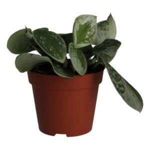 PR Live plant. Inch Plant 'Variegated' (Medium)