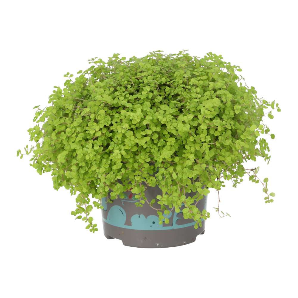 PR Live plant. Soleirolia soleirolii (Large)