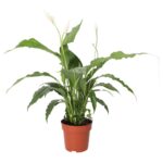 PR Live plant. Peace Lily (Large)