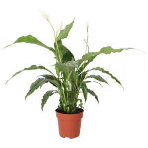 PR Live plant. Peace Lily (Large)