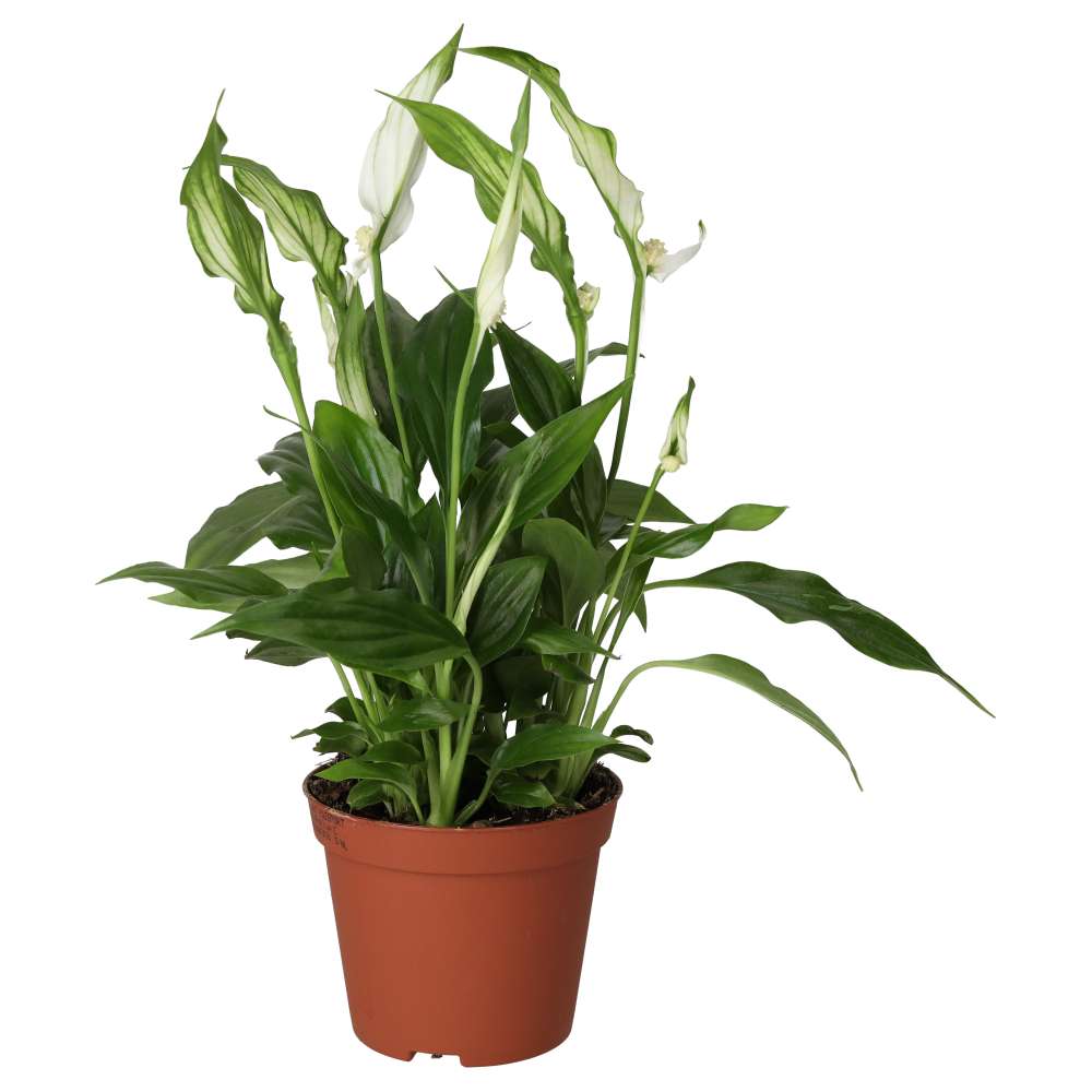 PR Live plant. Peace Lily (Medium)