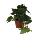 PR Live plant. Heartleaf Plant (Large)