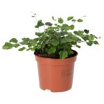 PR Live plant. Button Fern (Medium)