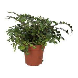 PR Live plant. Button Fern (Large)