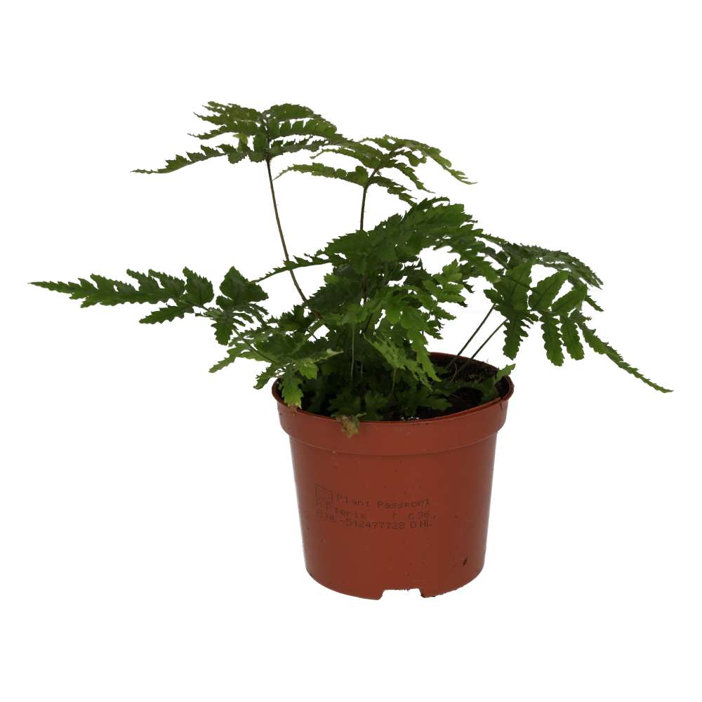 PR Live plant. Autumn Fern (Medium)