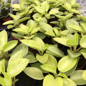 PR Live plant. Pixie Peperomia (Small)