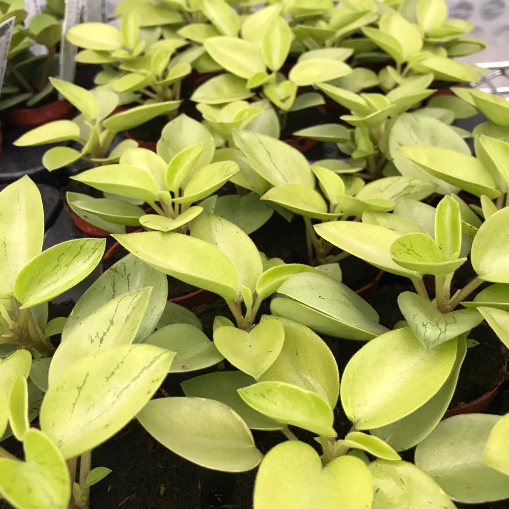 PR Live plant. Pixie Peperomia (Small)