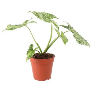 PR Live plant. Arrowhead Vine 'Ice Frost' (Large)