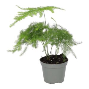 PR Live Plant Asparagus Fern (Small)