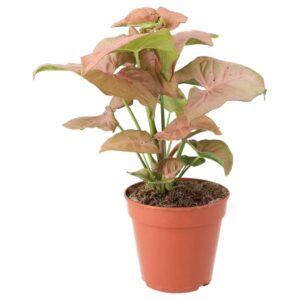 PR Live plant. Arrowhead Vine 'Pink' (Large)
