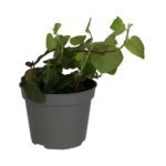 PR Live plant. Creeping Fig (Small)