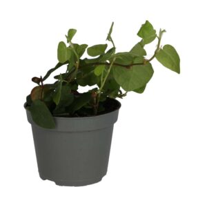 PR Live plant. Creeping Fig (Small)