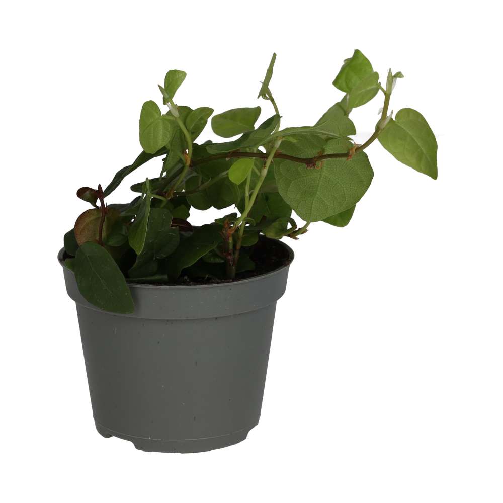 PR Live plant. Creeping Fig (Small)