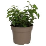 PR Live plant. Creeping Fig 'Variegated' (Medium)