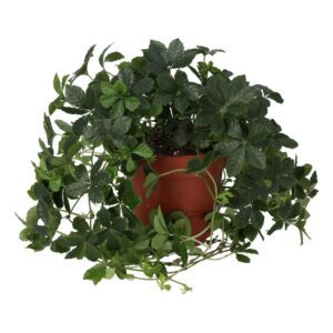 PR Live plant. Sugar Vine (Large)