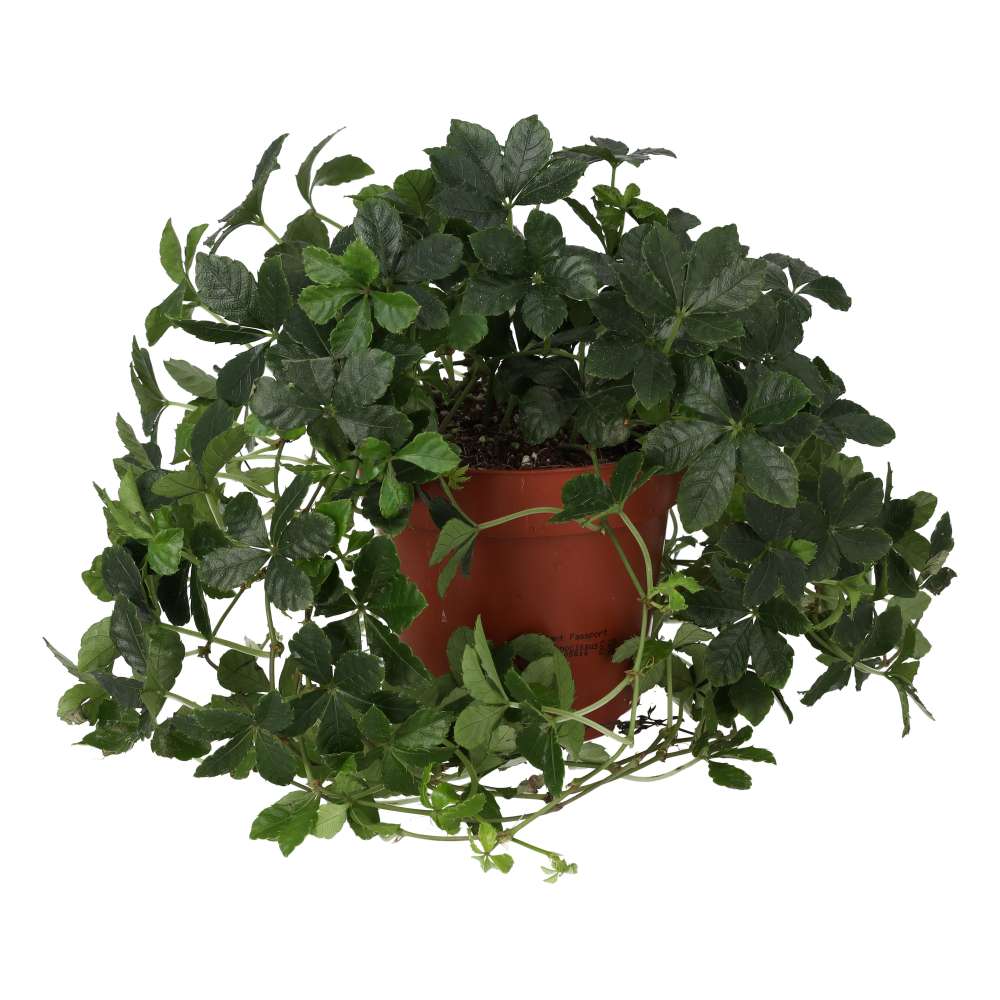 PR Live plant. Sugar Vine (Large)