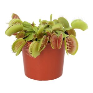 PR Live plant. Venus Fly Trap (Medium)