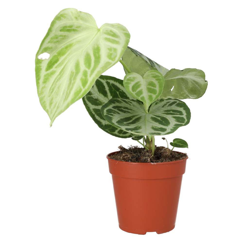 PR Live plant. Anthurium 'Silver Blush' (Large)