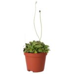 PR Live plant. Alice Sundew (Medium)