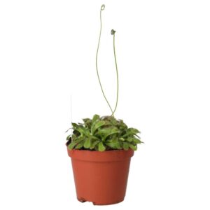 PR Live plant. Alice Sundew (Medium)