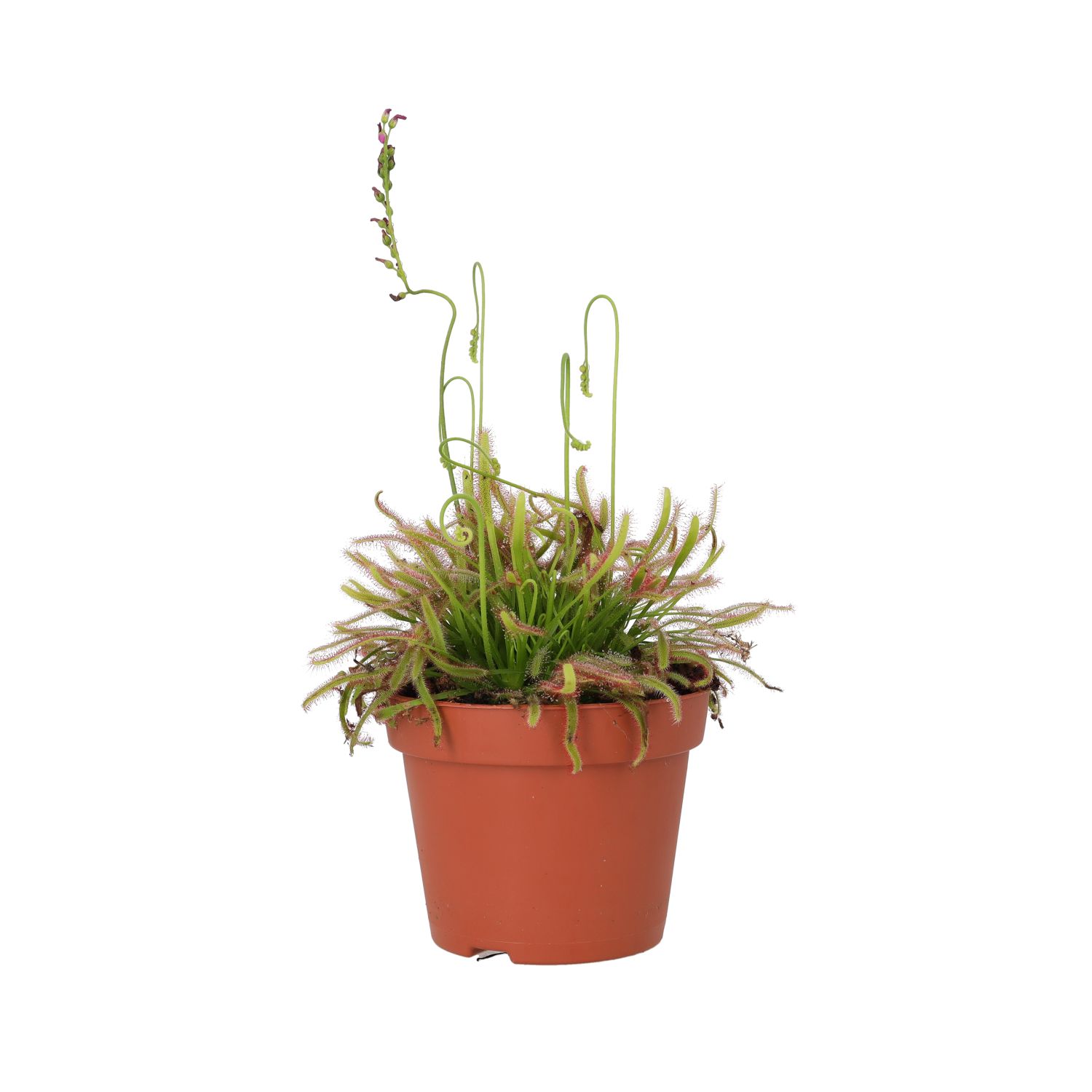 PR Live Plant: Cape Sundew (Large)