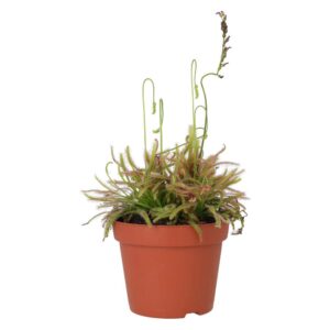 PR Live plant. Cape Sundew (Medium)