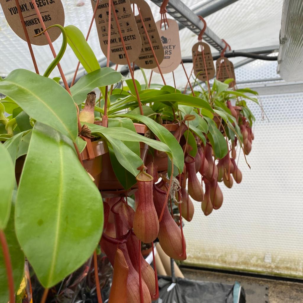 PR Live plant. Nepenthes sp (Large hanging pot)