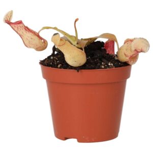 PR Live plant. Parlour Palm (Medium)