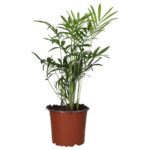 PR Live plant. Parlour Palm (Medium)