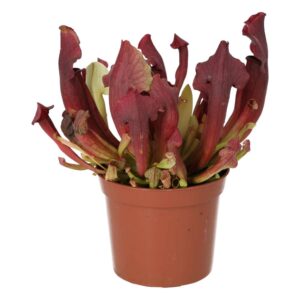 PR Live plant. Trumpet Pitcher 'Maroon' (Medium)