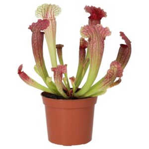 PR Live plant. Trumpet Pitcher 'Fiona' (Medium)