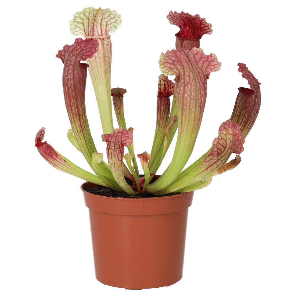 PR Live plant. Trumpet Pitcher 'Fiona' (Medium)
