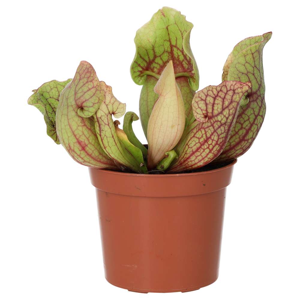 PR Live plant. Trumpet Pitcher 'Fiona' (Medium)