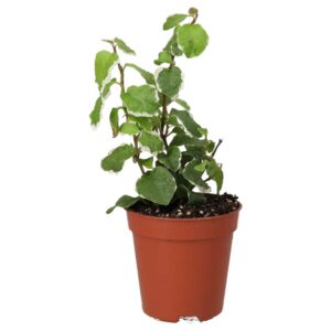 PR Live Plant: Creeping Fig 'Variegated' (Small)
