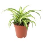 PR Live plant. Spider plant (Large)