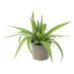 PR Live plant. Spider Plant (Medium)