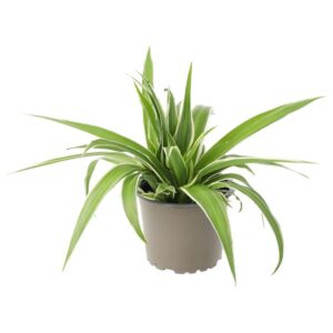 PR Live plant. Spider Plant (Medium)