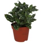 PR Live plant. Aluminium Plant (Medium)