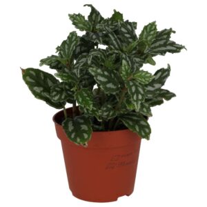 PR Live plant. Aluminium Plant (Medium)