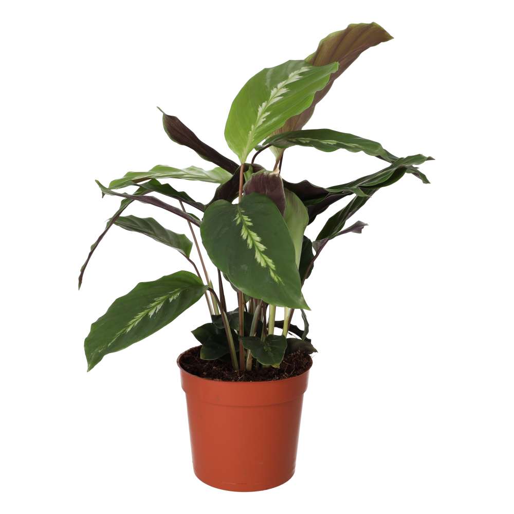 PR Live plant. Calathea mix (Large)