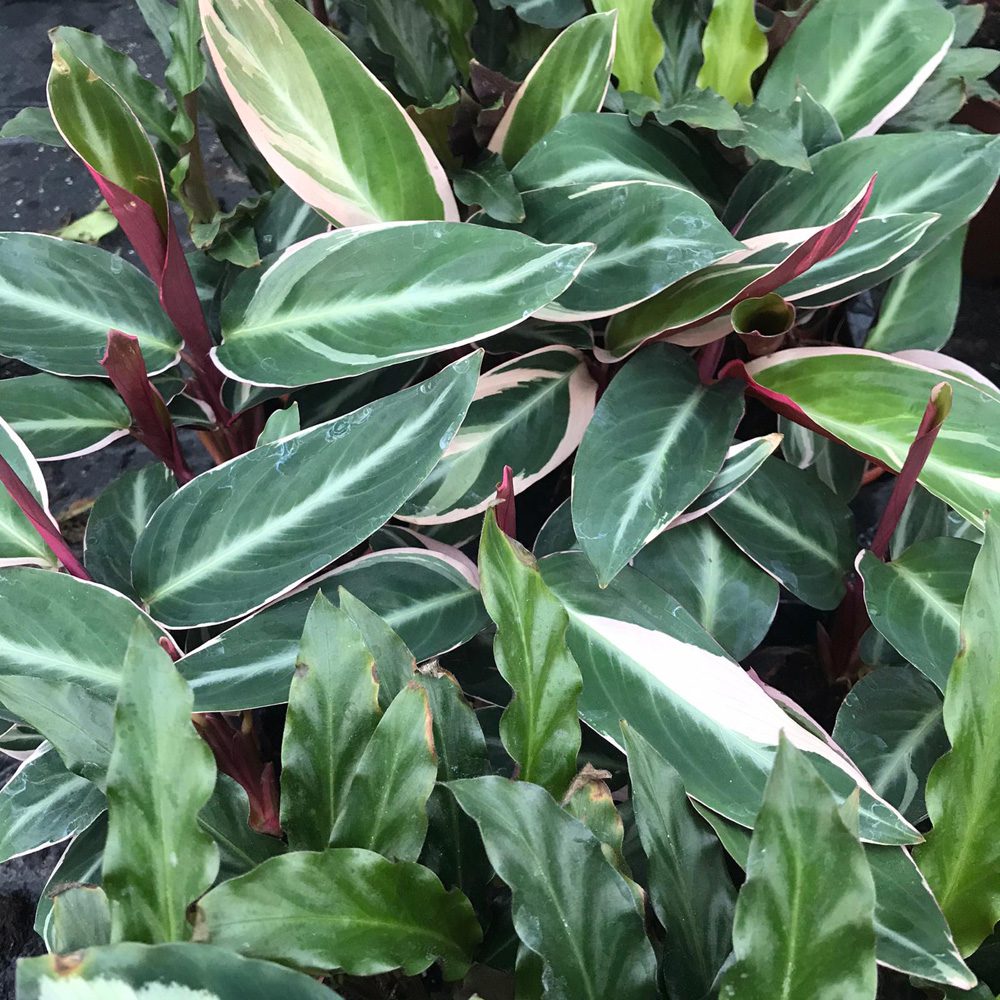 PR Live plant. Calathea Prayer Plant Mix (Medium)