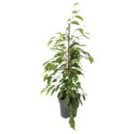 PR Live plant. Weeping Fig Extra Tall