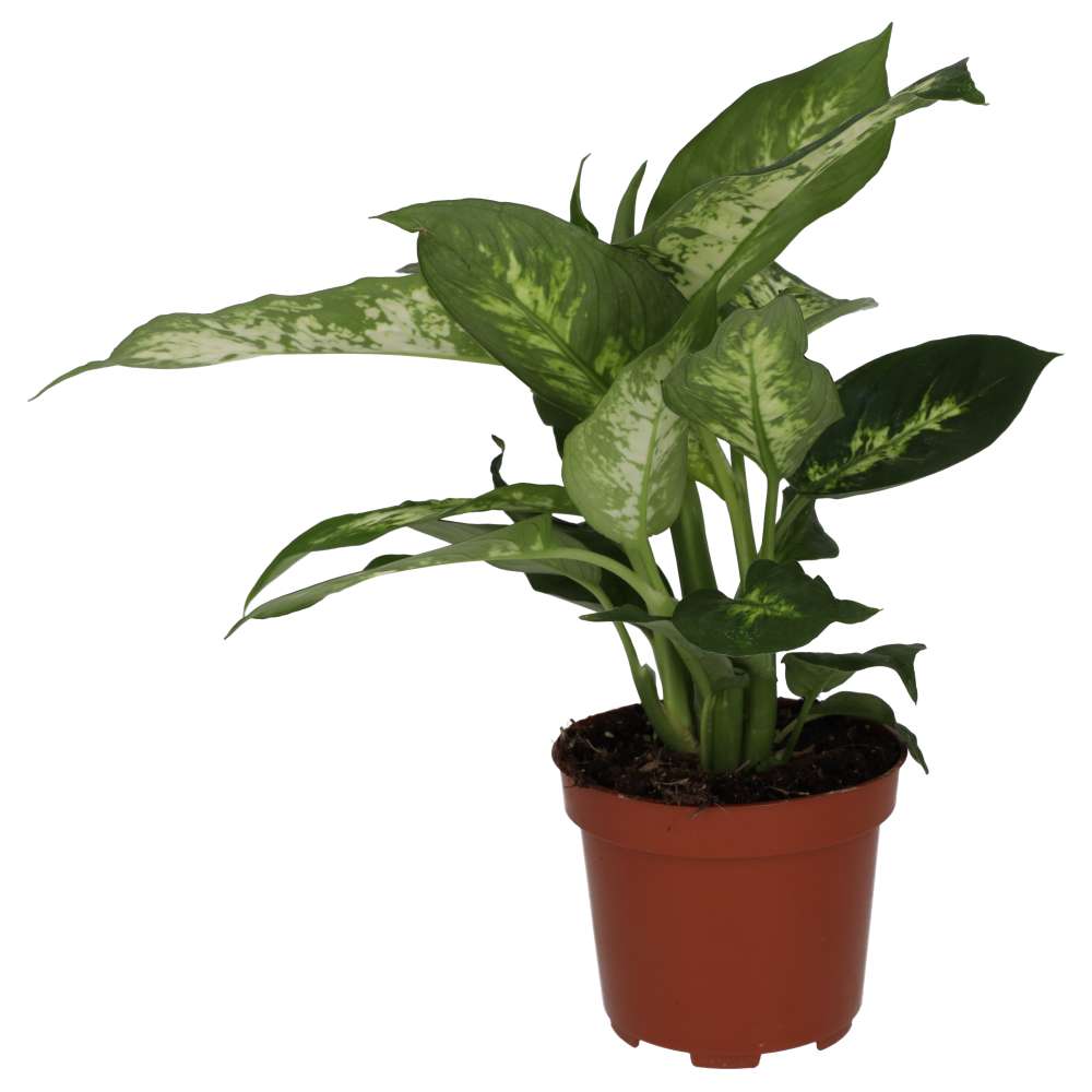 PR Live plant. Dumb Cane (Large)