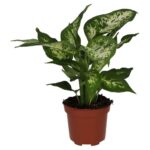 PR Live plant. Dumb Cane (Large)