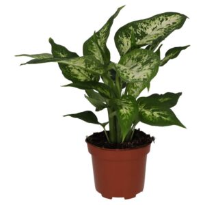 PR Live plant. Dumb Cane (Large)