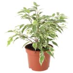 PR Live plant. Weeping Fig 'Variegated' (Large)