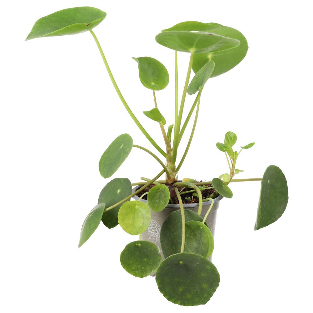 PR Live plant. Chinese Money Plant (Large)